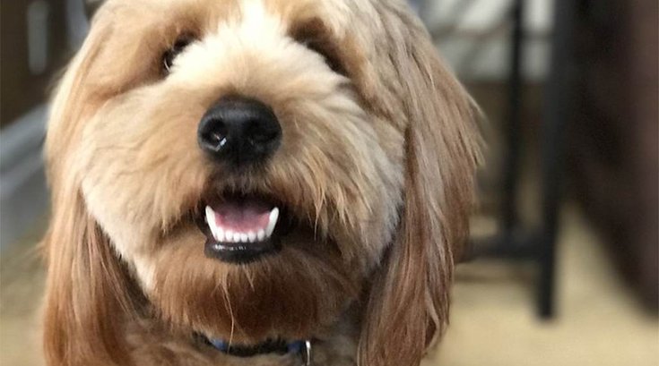 01042017_Charlie_service_dog