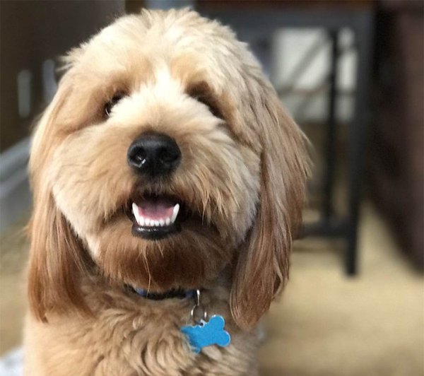 01042017_Charlie_service_dog