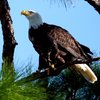 bald eagle new jersey