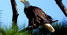 bald eagle new jersey