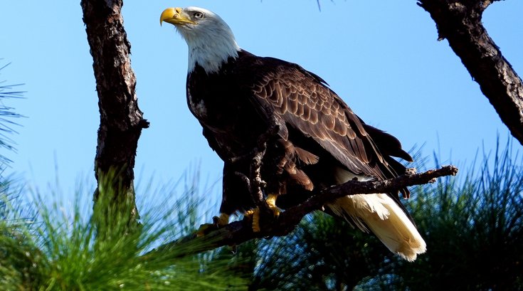 bald eagle new jersey