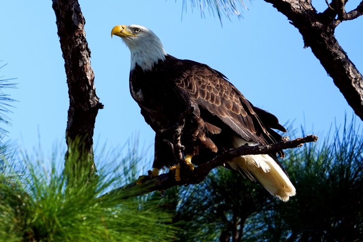 bald eagle new jersey