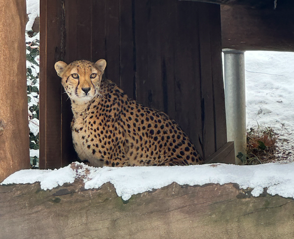 cheetah philadelphia zoo snow