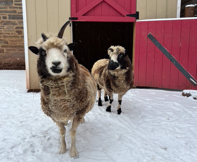 jacob sheep philadelphia zoo snow