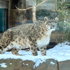 snow leopard Philadelphia zoo