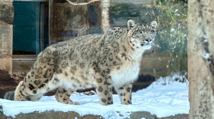 snow leopard Philadelphia zoo