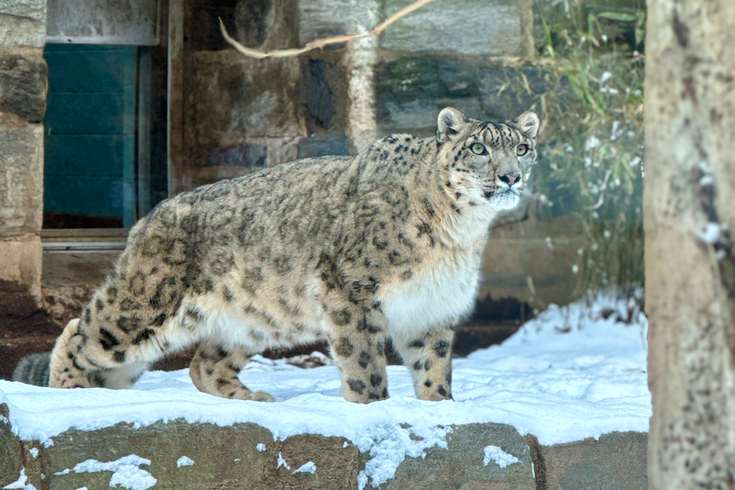 snow leopard Philadelphia zoo