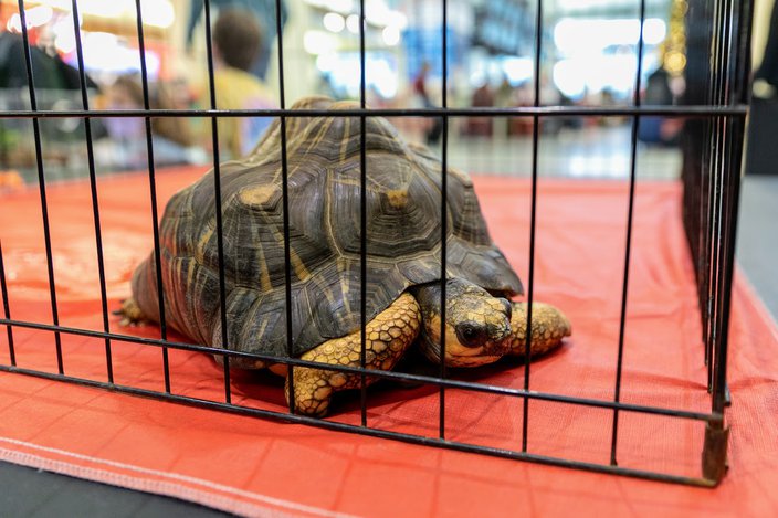 philadelphia zoo airport tortoise