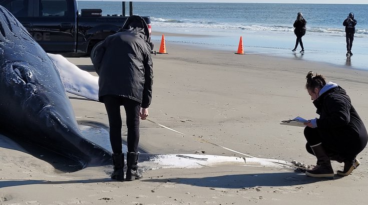 dead whale new jersey
