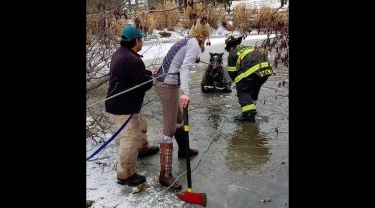 011017_horse_rescue