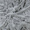 01102019_Snow_on_trees_BM