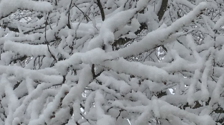 01102019_Snow_on_trees_BM