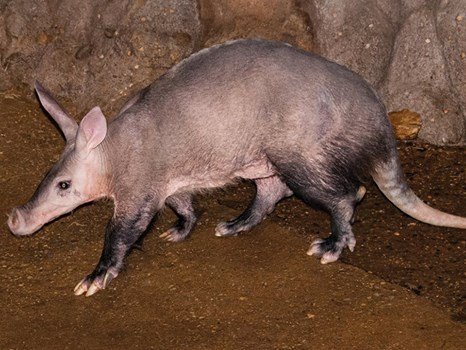 011117_AJ_aardvark