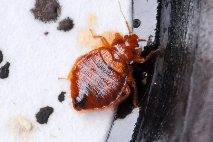 Philadelphia bed bug infestations