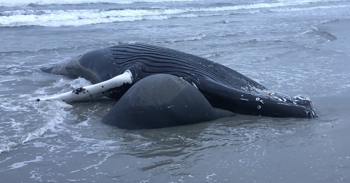 Humpback whale found dead, stranded on Maryland coast