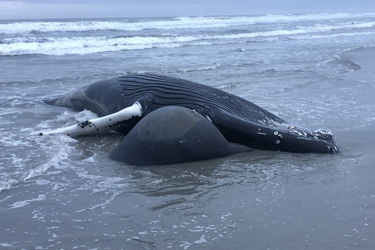 humpback brigantine shore