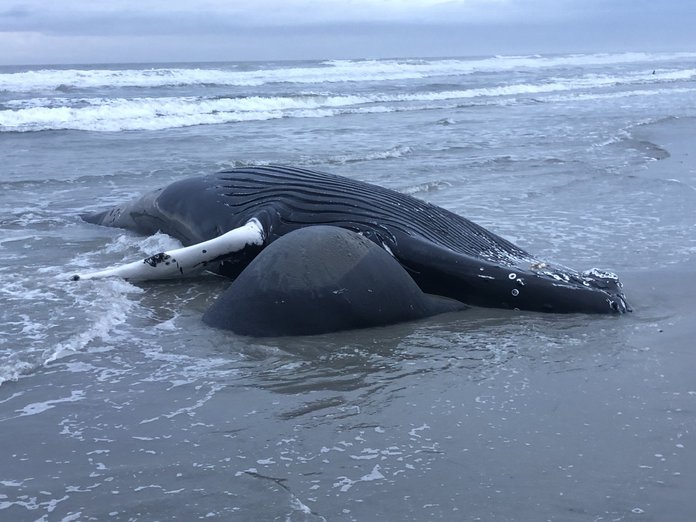 What's Behind the Disturbing Surge in NJ Whale Strandings?