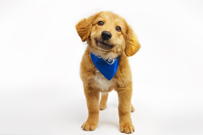 Yellow-colored puppy with a blue bandana wrapped around its neck