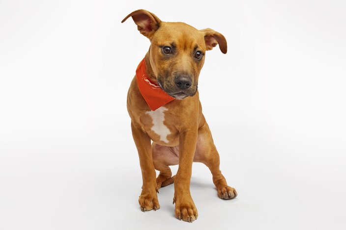 Brown and white puppy with an orange bandana tied around its neck