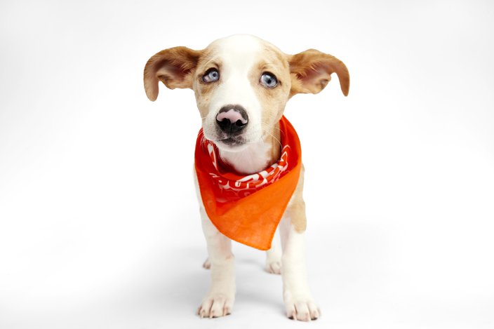 White- and tan-colored puppy with an orange bandana wrapped around its neck