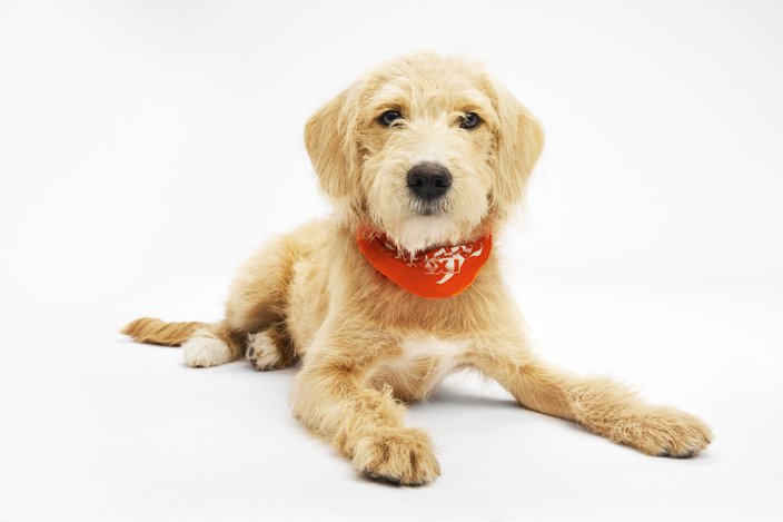 Yellow-colored puppy with an orange bandana wrapped around its neck