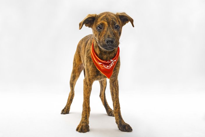 Brown-colored puppy with an orange bandana wrapped around its neck