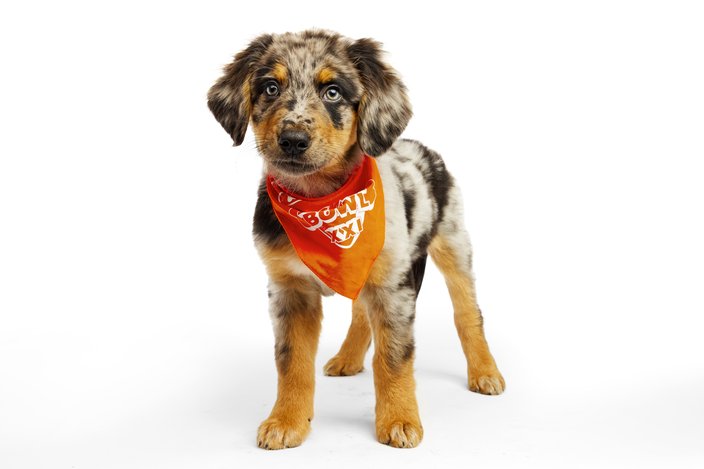 Brown- and white-colored dog with an orange bandana tied around its neck