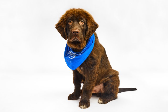 Brown-colored puppy with a blue bandana wrapped around its neck