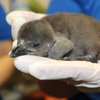 african penguin chicks adventure aquarium