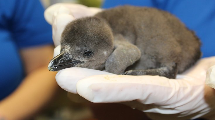 african penguin chicks adventure aquarium