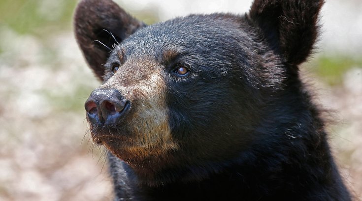 01222015_bear_maine_AP