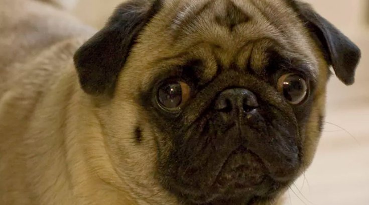 01242018_dog_studies2_TC