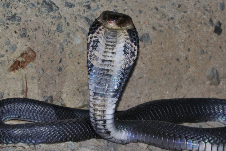 Chinese coronavirus  snakes