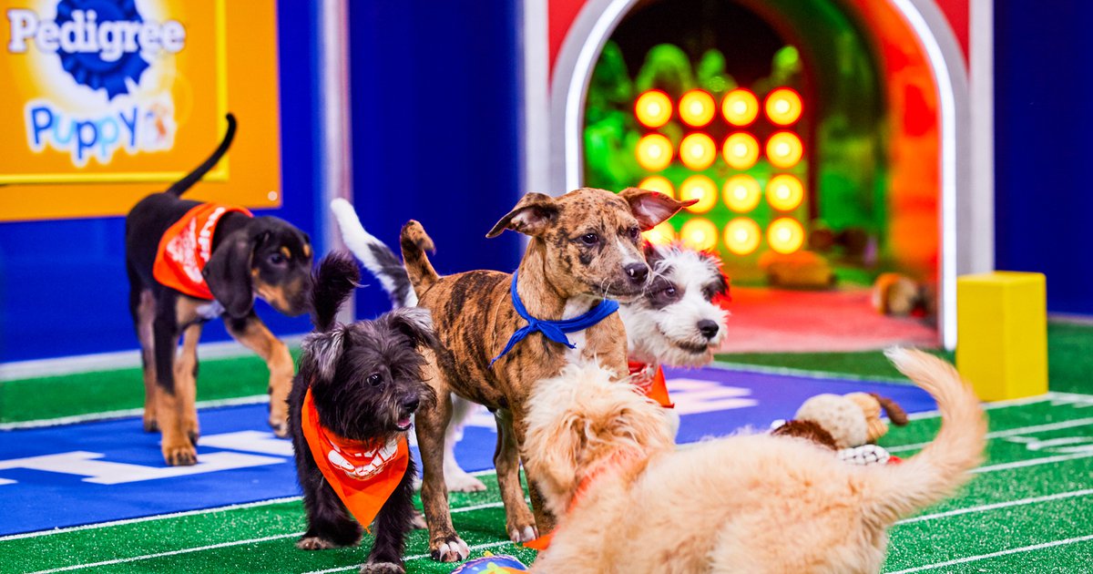 Meet the Orlando rescue dogs playing in Puppy Bowl XIX – Orlando Sentinel
