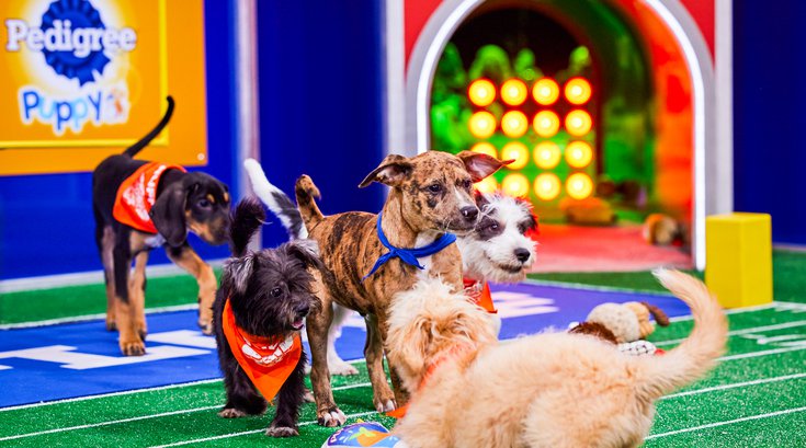 Puppy Bowl Animal Planet