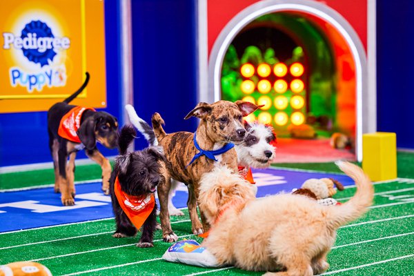 Where to Stream the Super Bowl LVII (2023): Puppy Bowl and Great