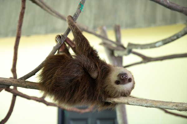 Rainforest animals exhibit