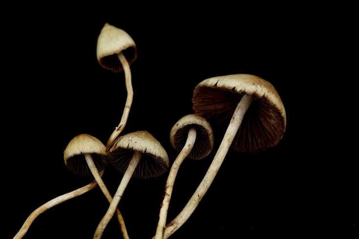 Magic mushrooms cancer depression