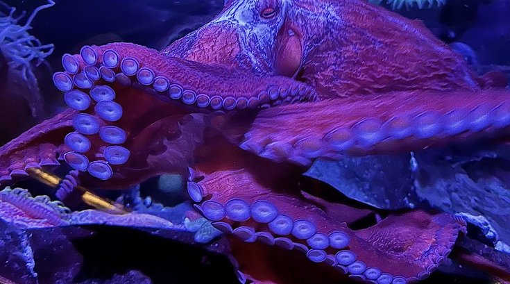 giant pacific octopus adventure aquarium