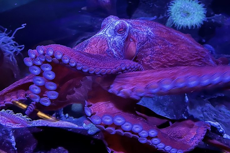giant pacific octopus adventure aquarium