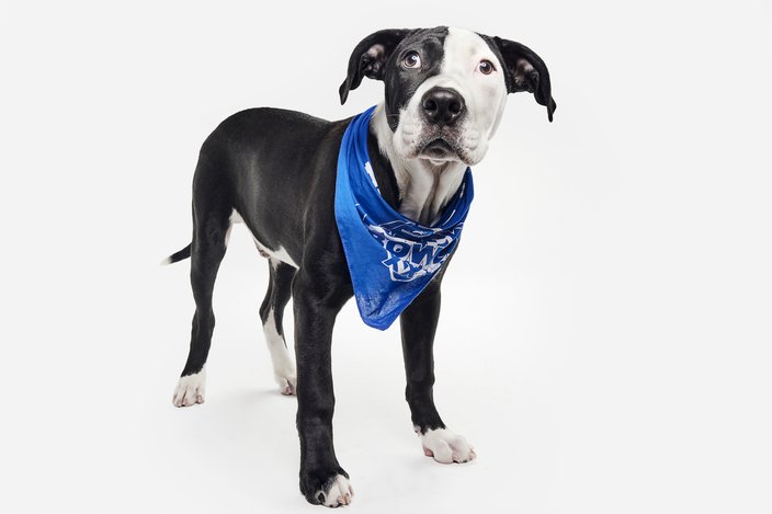 Black and white dog in a blue bandana