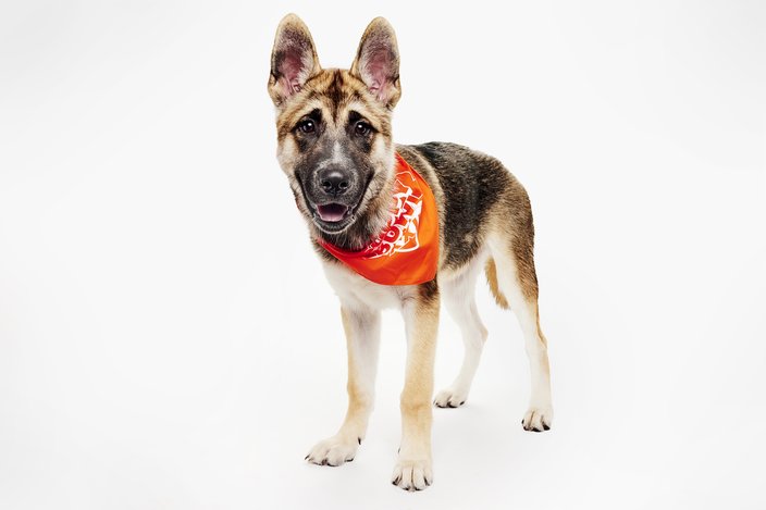 Brown and white puppy with an orange bandana