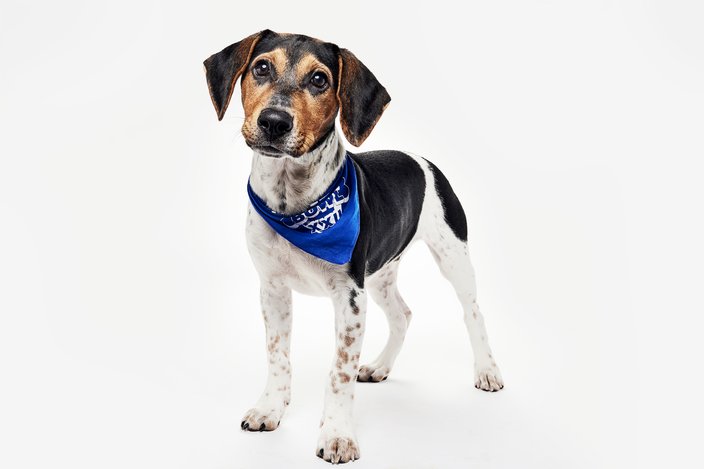 Beagle puppy with brown, black and white coloring in a blue bandana
