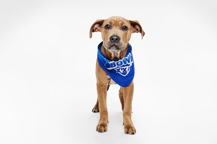 Tan puppy in a blue bandana