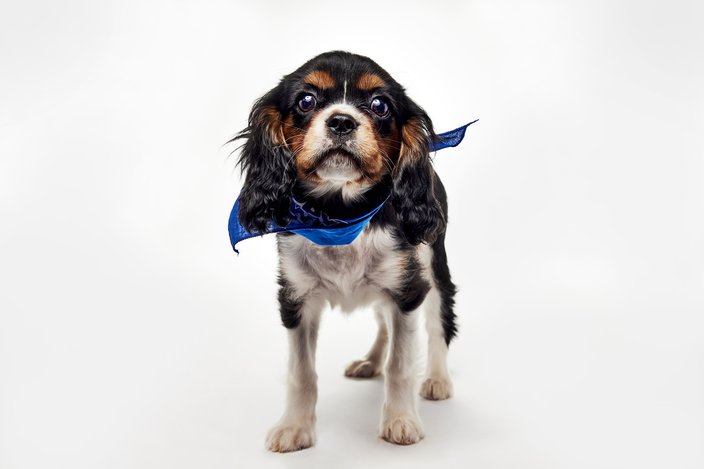 Black, brown and white Cavalier puppy with a blue bandana