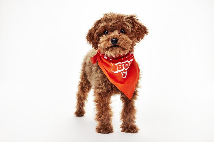 Light brown poodle puppy in an orange bandana
