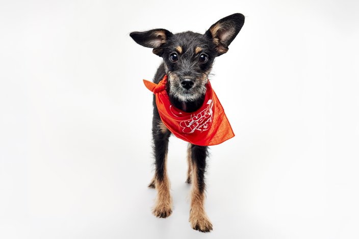 Black puppy with brown and white accents in an orange bandana
