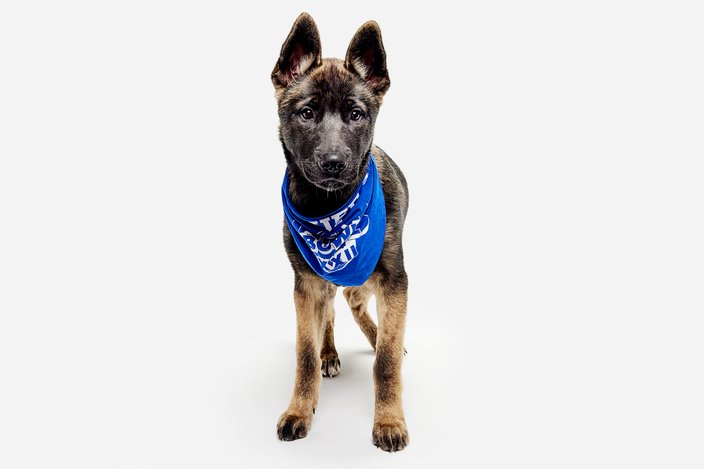 Black and brown puppy with a blue bandana