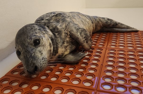 Rescued seal Point Pleasant