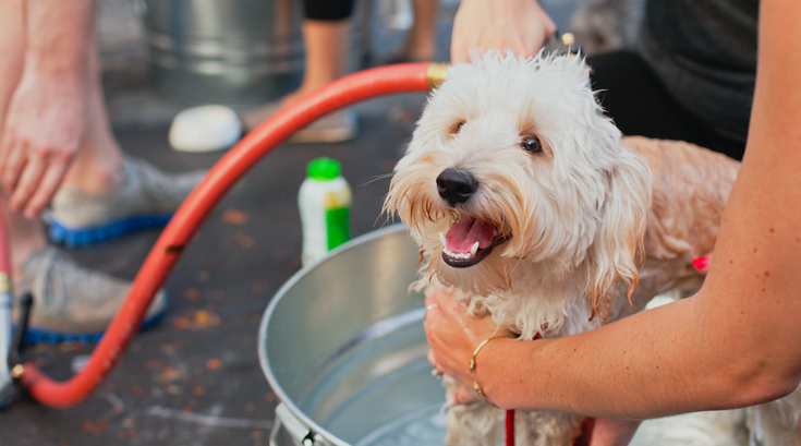 Dog Wash
